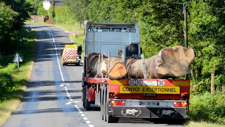 15 tonnes et 230 ans : huit chênes quittent leur forêt pour le chantier de Notre-Dame de Paris