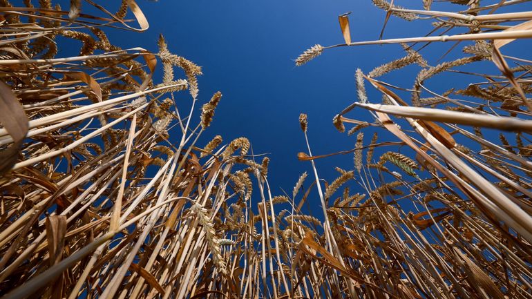 Les importations de céréales ukrainiennes sont-elles en train de tuer notre agriculture ?