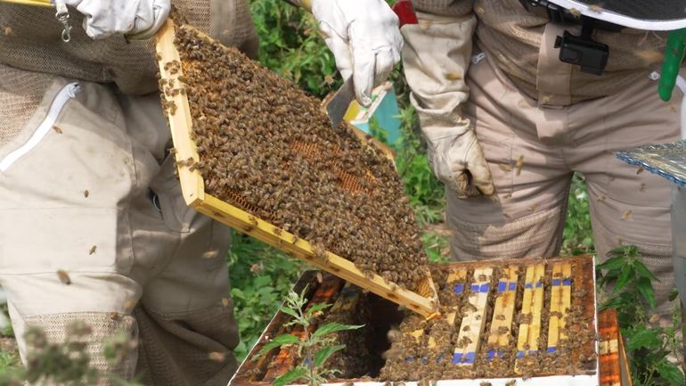 Un métier pour demain : apiculteur, une vie au rythme des abeilles