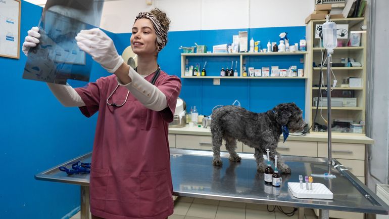 Délais trop longs, assurances pour animaux décevantes, dégâts des eaux pas forcément bien couverts, le médiateur égratigne les assureurs