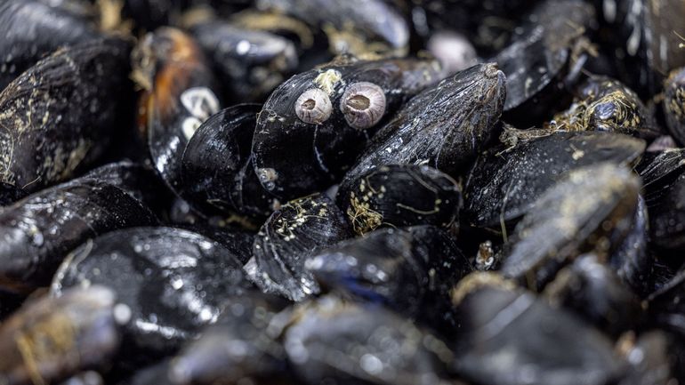 Les moules à la rescousse de la côte belge : selon une étude, leurs récifs peuvent contribuer à réduire l'érosion côtière