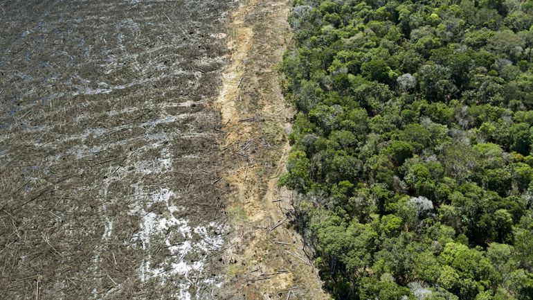 La COP26 veut s'engager à enrayer la déforestation, mais l'initiative ne convainc pas les défenseurs de l'environnement