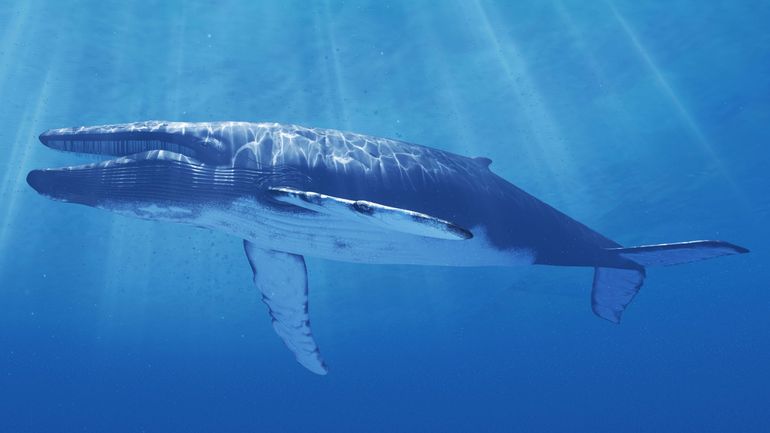 Les baleines bleues ne chantent presque plus