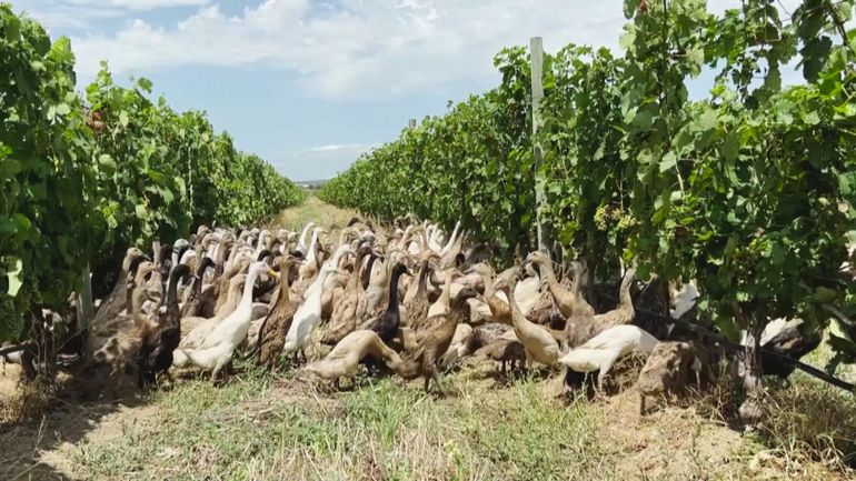 Afrique du Sud : une armée de canards pour protéger un vignoble et éviter les pesticides