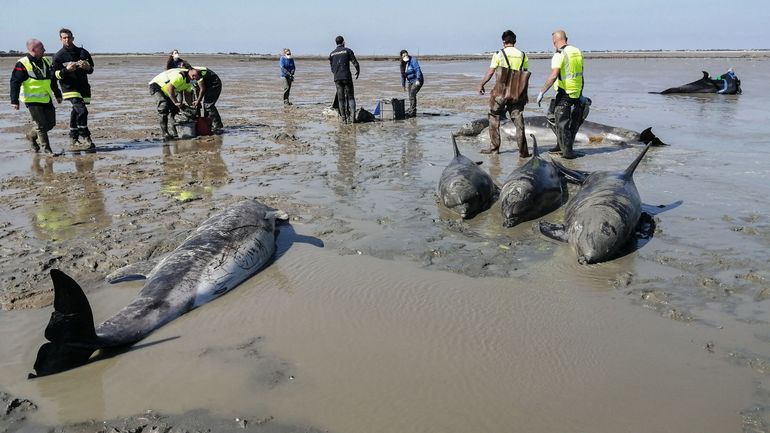 En 50 ans, la taille moyenne des populations d'espèces sauvages surveillées a diminué de 73%, alerte le WWF