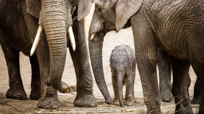 Le Bangladesh interdit l'adoption d'éléphants sauvages