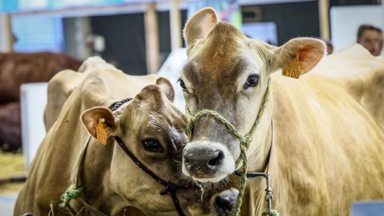 Les premiers cas 2025 de fièvre catarrhale ovine de sérotype 8 détectés en province de Liège et de Namur