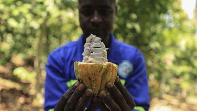 Le Ghana augmente le prix à la production du cacao de plus de 60% pour soutenir ses agriculteurs