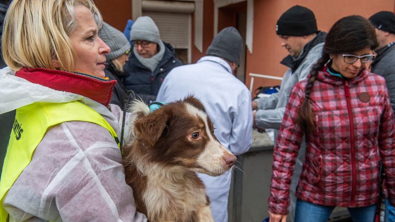 Trafic de chiens : découverte de dizaines de chiens exploités dans des conditions 