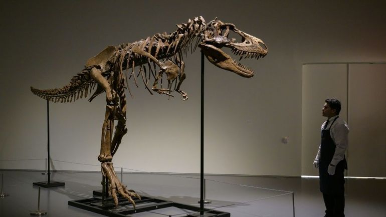 Enchères et dinosaures : un squelette de Gorgosaurus part pour 6,1 millions de dollars à New York