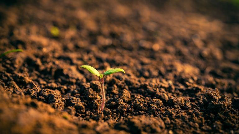 Les sols sont le plus grand réservoir terrestre de carbone, et peuvent contribuer à la lutte contre le changement climatique