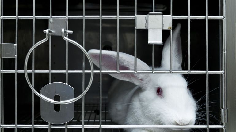 Le nombre d'animaux mis à mort dans les laboratoires belges en augmentation l'an dernier