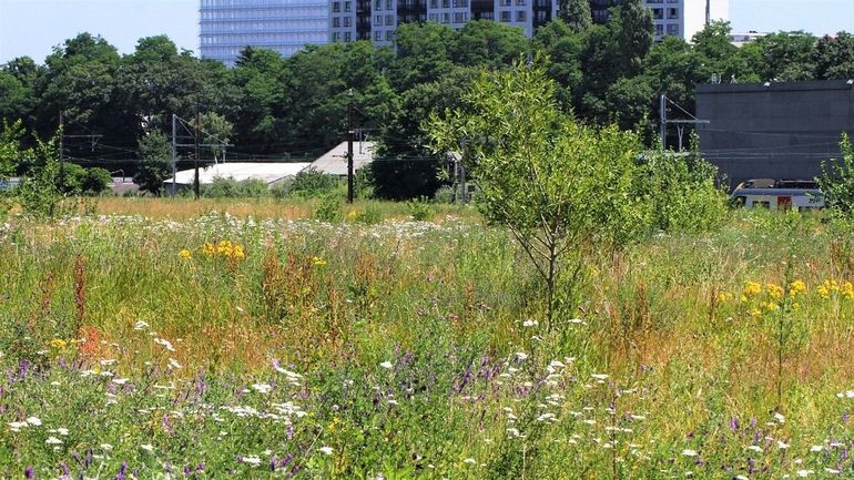 La friche Josaphat, une réserve de biodiversité en plein coeur de Bruxelles