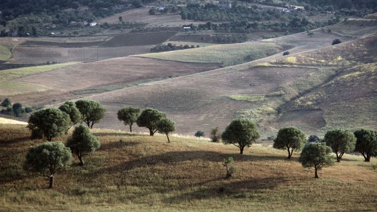 Algérie : quatre morts et trois blessés dans des incendies en Kabylie