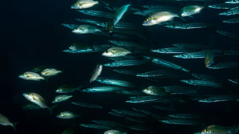 Pêche : le chalutage en eau profonde est interdit dans une partie de l'Atlantique par l'Union européenne