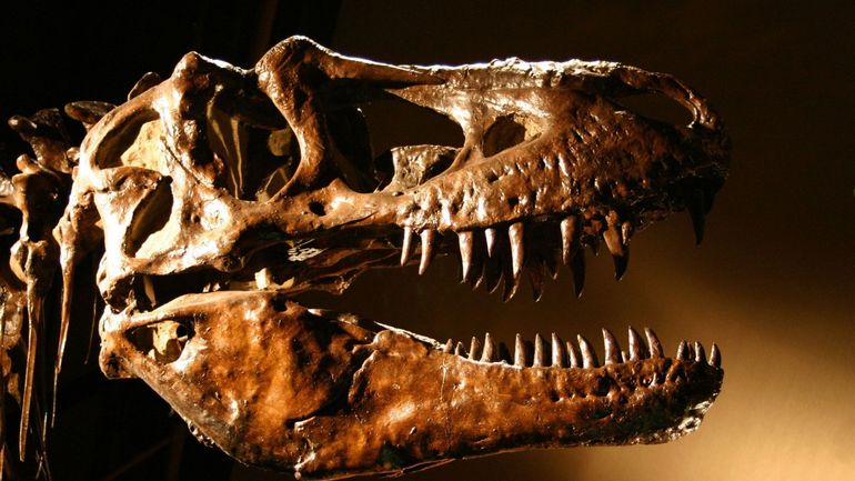 Un tyrannosaure rex va être vendu aux enchères en Suisse, une première en Europe