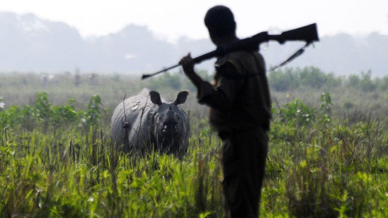 Indonésie : 12 ans de prison pour un braconnier coupable d'avoir tué six rhinocéros de Java