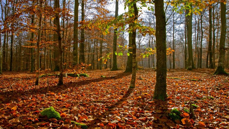 Parcs nationaux en Wallonie: sept candidatures ont été envoyées