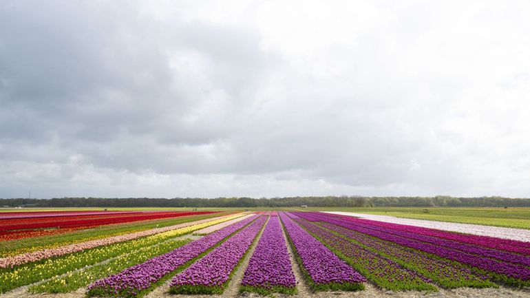 Les tulipes plus rares et plus chères en raison de précipitations intenses