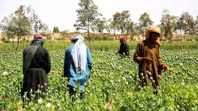 Afghanistan : les talibans peuvent-ils se passer de la manne de la drogue qui les a financés ?