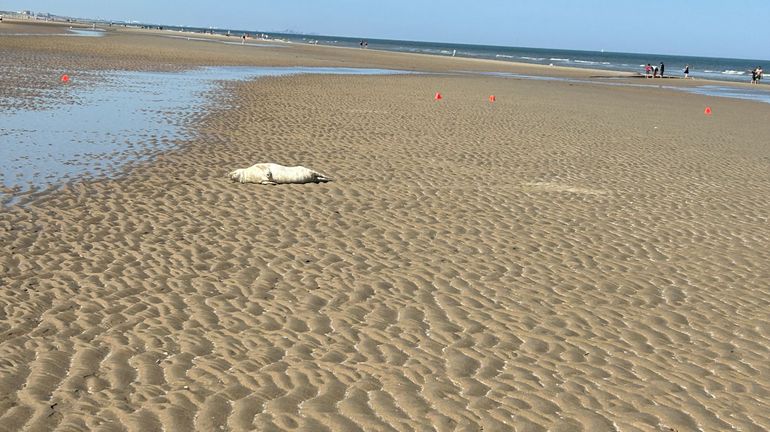 À Saint Idesbald, les touristes et les bénévoles au chevet d'un jeune phoque fatigué