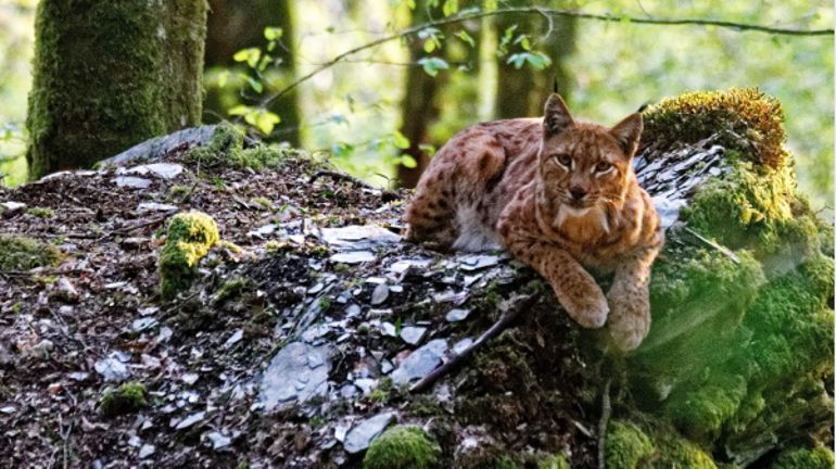 75 lynx pourraient s'installer en Belgique si les bons aménagements étaient faits, selon WWF