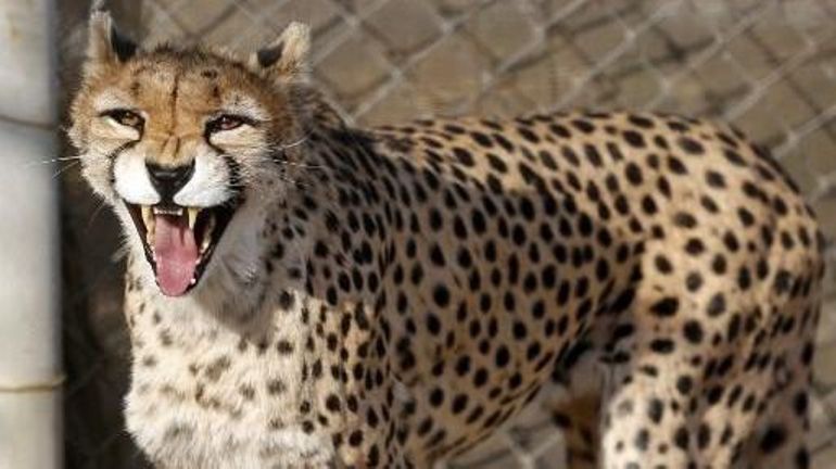 L'un des derniers guépards d'Asie est mort en Iran