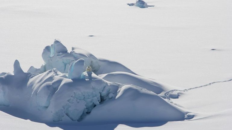 Groenland : découverte d'une nouvelle population d'ours polaires