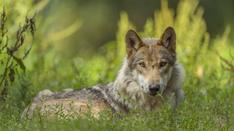 France : le loup réapparaît dans le Finistère après plus d'un siècle d'absence