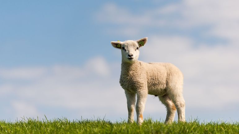 Fêtes de Pâques : 85% des agneaux pascals viennent de l'autre bout de la planète mais la production locale est en augmentation