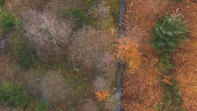 Hainaut : des chevaux en quasi liberté pour entretenir une réserve naturelle unique