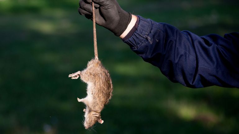 Lutter contre les rats : passer par un professionnel ?