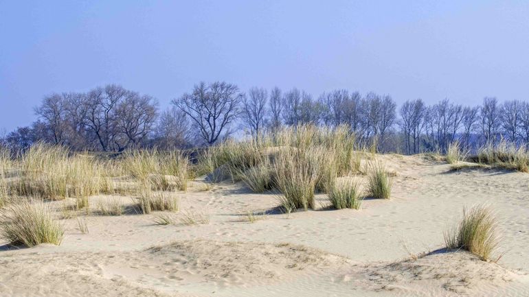 Climat : la Flandre veut tester un système de dune plus protectrice, devant la digue de La Panne