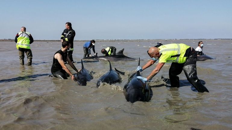 France : une vaste opération pour sauver 18 dauphins qui s'étaient échoués sur une plage de l'île de Ré