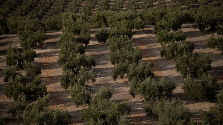 Déclic : une nouvelle année noire pour les producteurs d'huile d'olive espagnols ?