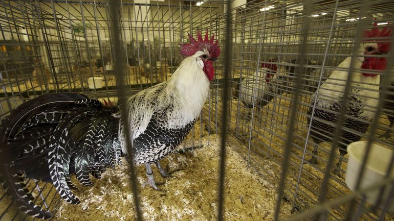 La Belgique est déclarée indemne de la grippe aviaire et peut de nouveau exporter de la volaille