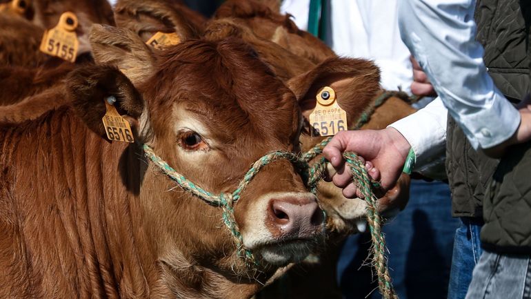 Foire agricole de Libramont : le prix de la viande en forte hausse, notamment à cause des maladies animales