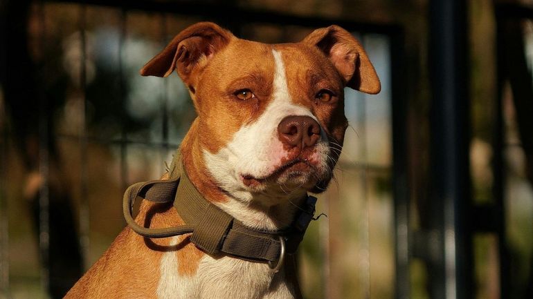 Faut-il stopper les élevages d'american staffs et de malinois?