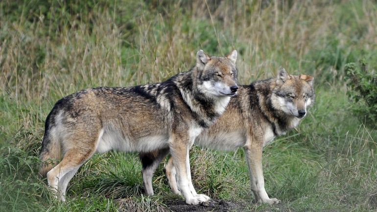 Entre 20 et 25 loups vivent actuellement en Wallonie