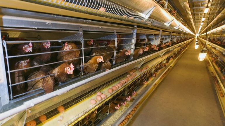Nouveau cas de grippe aviaire détecté à Furnes, le 4e en Flandre en décembre