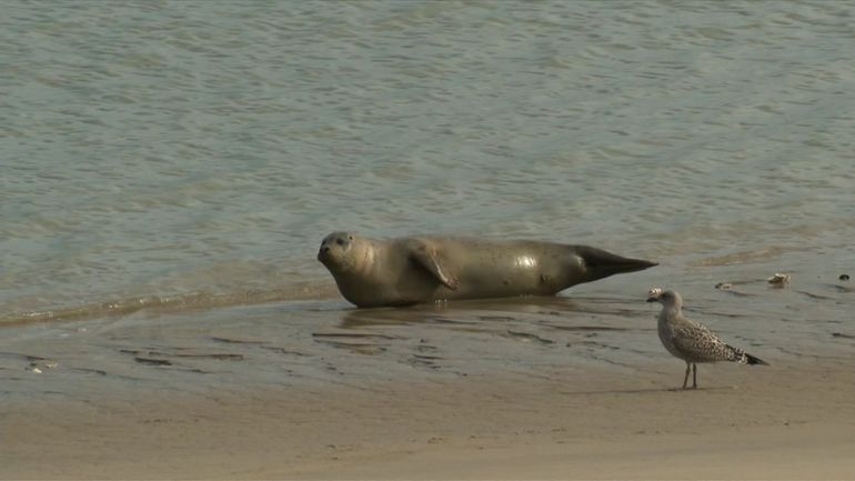 A Ostende, les phoques ont leur propre plage privée