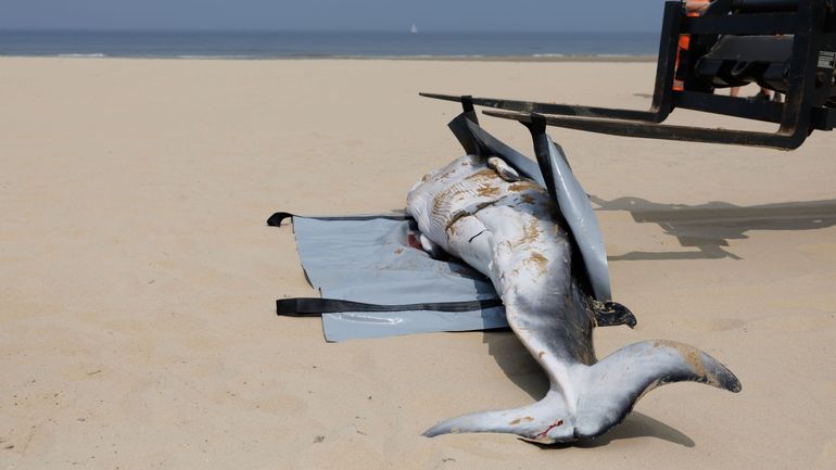 Surprenante découverte ce lundi matin à Ostende : un jeune rorqual retrouvé échoué sur la plage