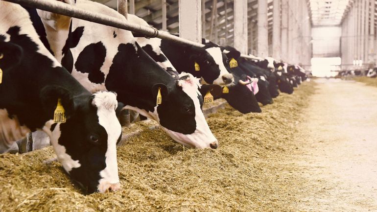 En Flandre, près de 19.000 réclamations ont été introduites contre le plan azote