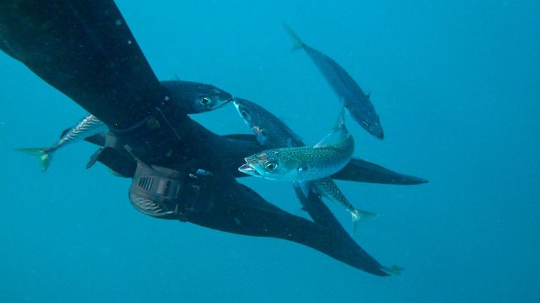 La grande migration des sardines en Afrique du Sud: 