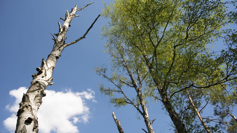 COP15 sur la biodiversité : toujours des désaccords alors que l'urgence est là