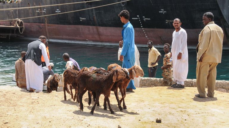 Soudan : plus de 15.000 moutons meurent noyés après le naufrage d'un navire