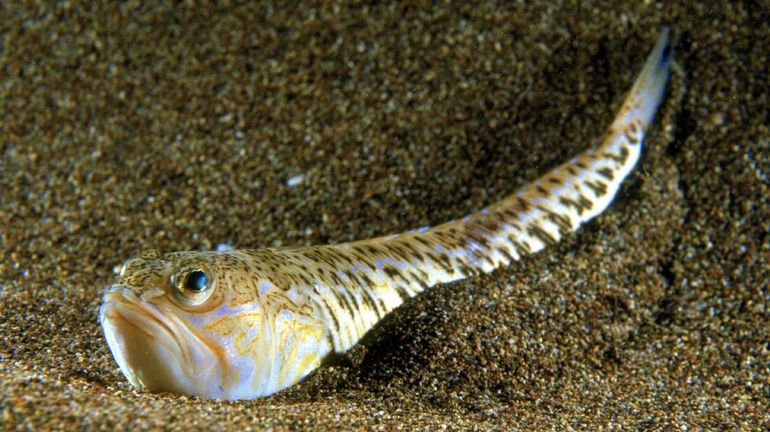 Belgique : la petite vive, un poisson venimeux, prolifère à la côte en raison de la chaleur