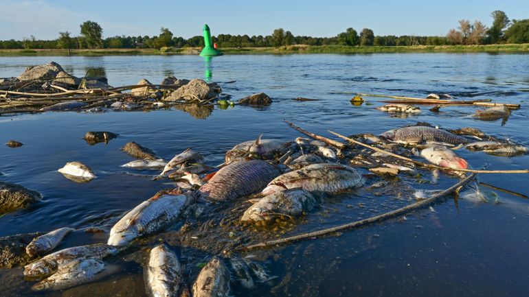 Des dizaines de tonnes de poissons morts : la cause de la pollution du fleuve Oder à la frontière polono-allemande reste inconnue