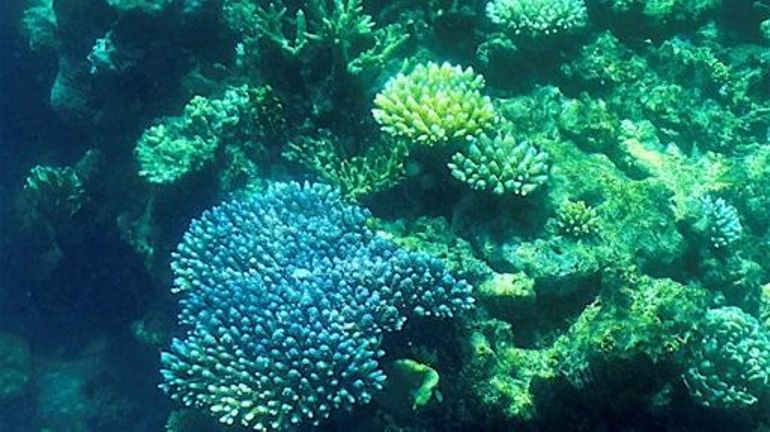 La Grande barrière de corail en Australie subit un septième épisode de blanchissement massif
