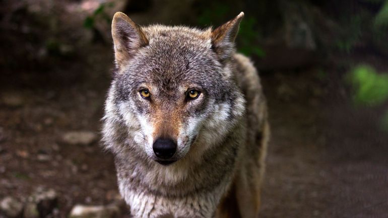 Loups en Europe : Ursula Von der Leyen craint le 